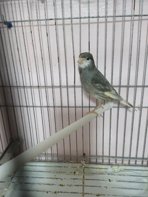 Canari 2m/2f