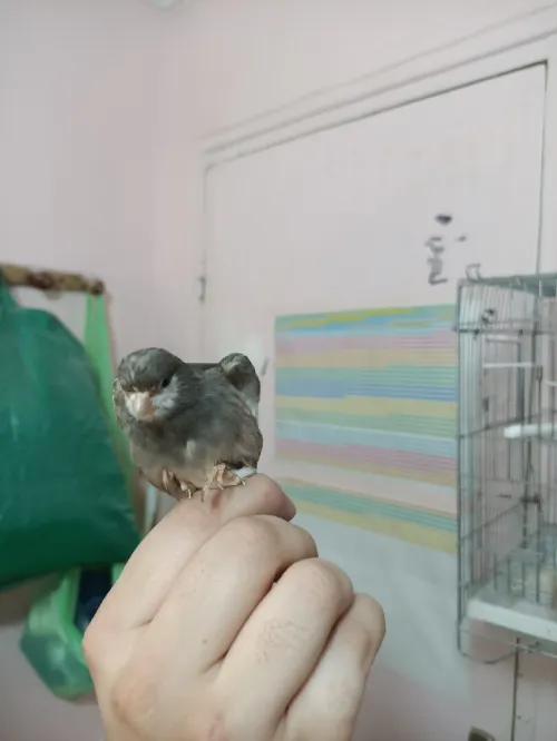 Canari 2m/2f