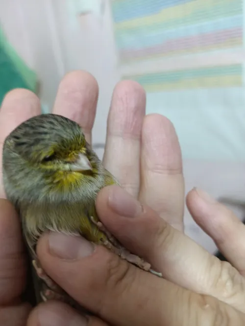 Canari 2m/2f