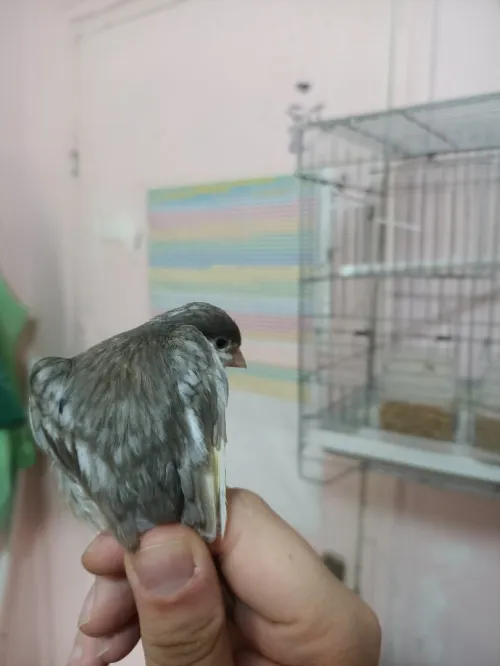 Canari 2m/2f