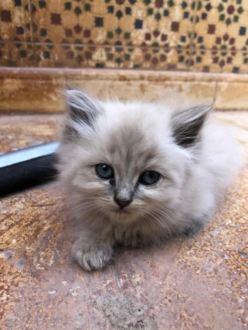 deux chat persan