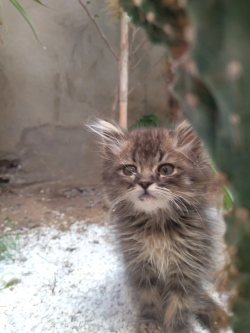 deux chat persan