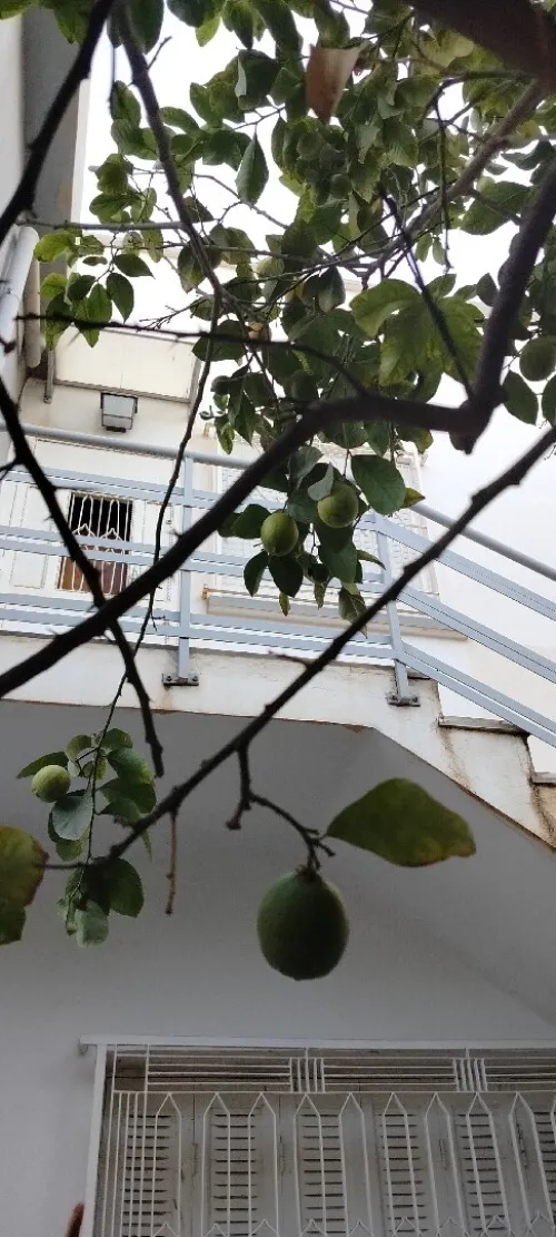 Vente Villa Sidi Bel Abbès Sidi bel abbes
