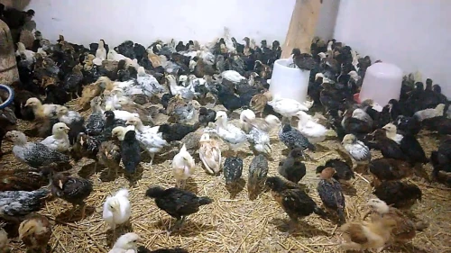 فلوس عرب