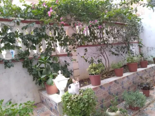 Vente Villa Souk Ahras Souk ahras