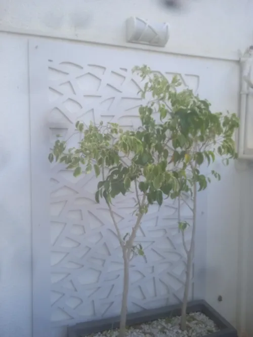 Alger Kouba birkhadem ain naadja 