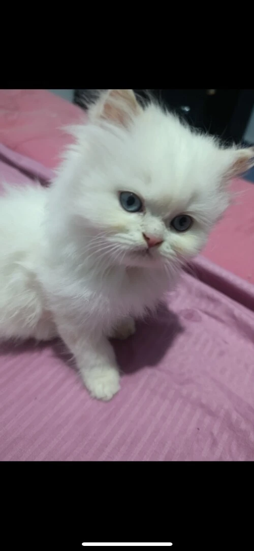 Chatonne Persane 3 mois à vendre 