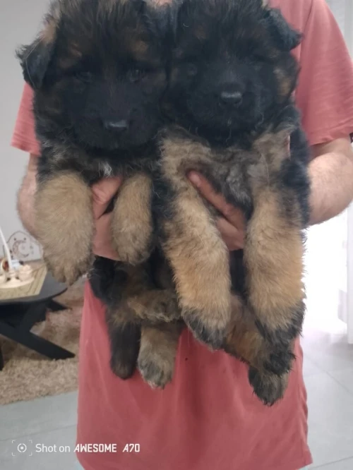 chiot berger allemand