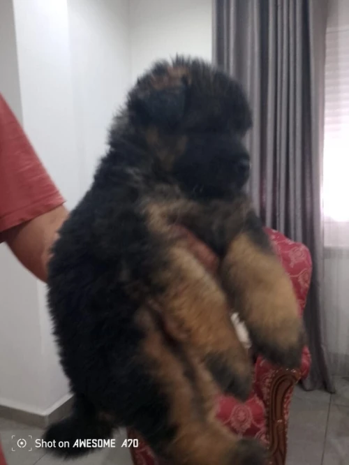 chiot berger allemand