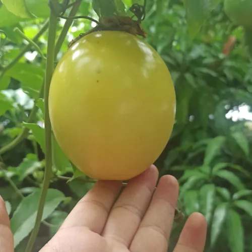 Fruit de la passion