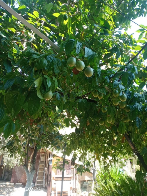 Fruit de la passion