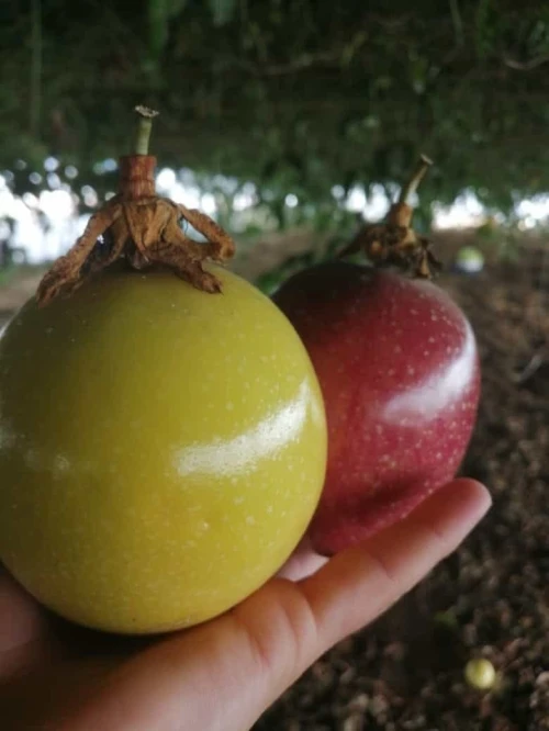 Fruit de la passion