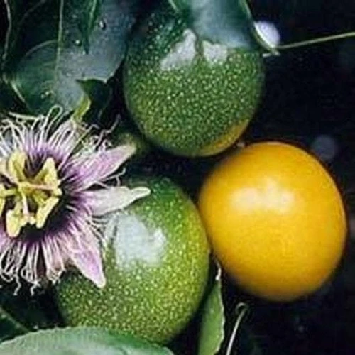Fruit de la passion