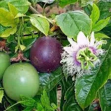 Fruit de la passion