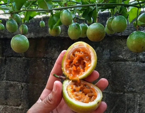 Fruit de la passion