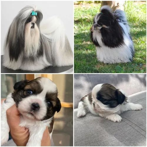 Chytzu 