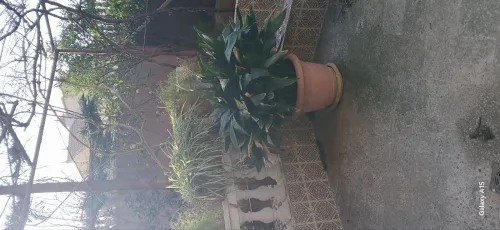 Location Appartement Niveau de villa F3 Alger Cheraga