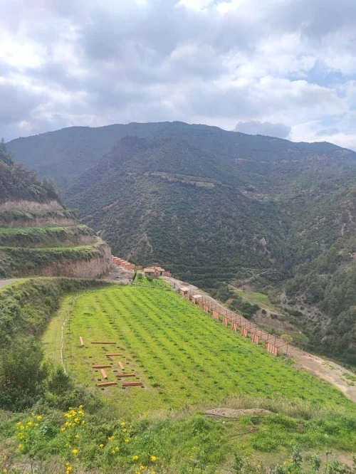 Vente Terrain Blida Hammam melouane