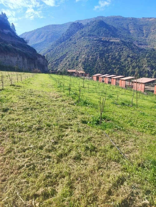 Vente Terrain Blida Hammam melouane