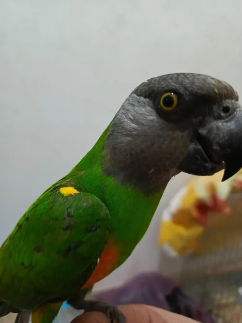 Perroquet youyou de senegal