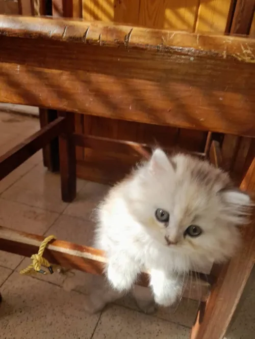 Chat persan chinchilla silver