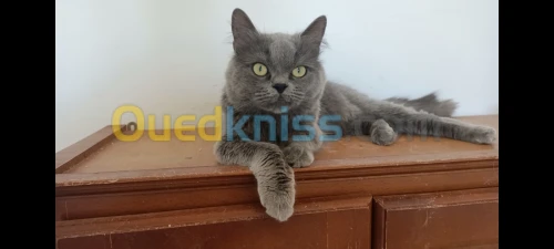 Chat Persan/Chat British 