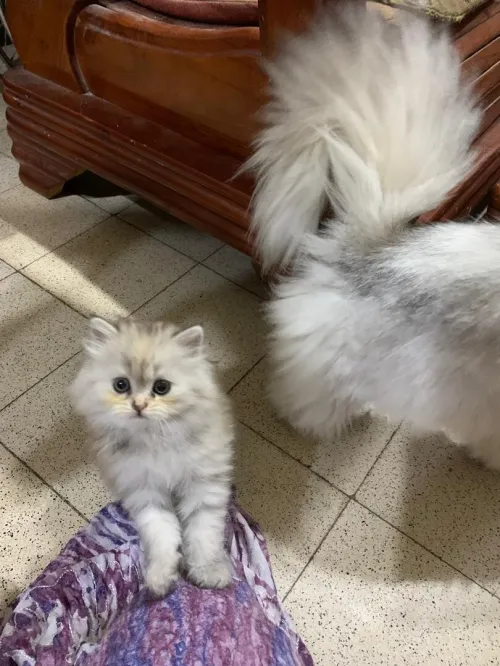 Chat persan chinchilla silver