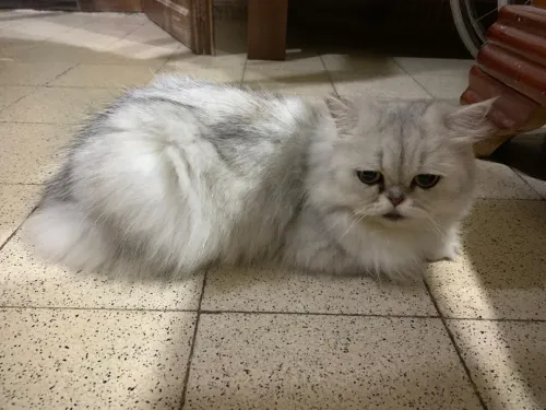 Chat persan chinchilla silver