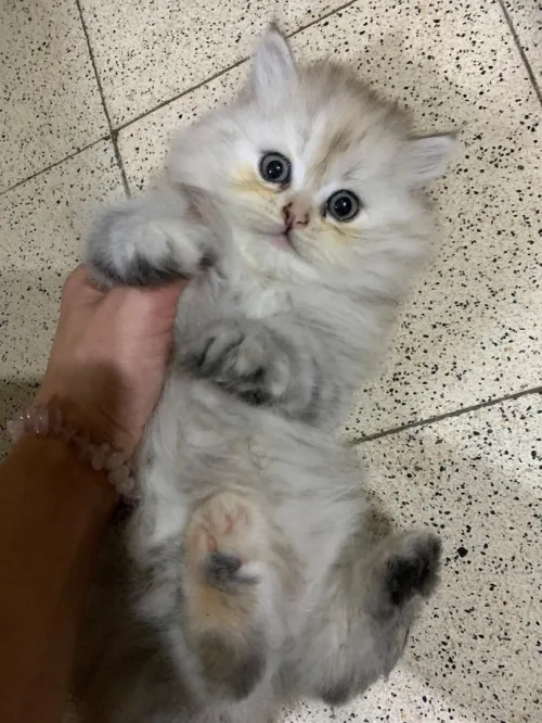 Chat persan chinchilla silver