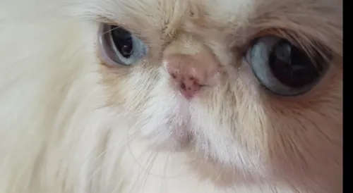 Chat persan femelle enchaleur 