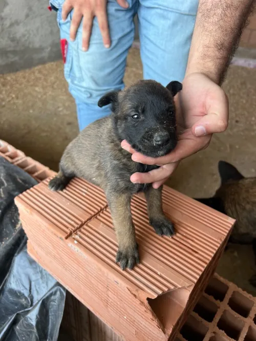 Chiot malinois 