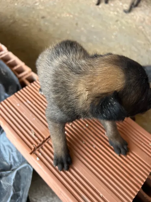 Chiot malinois 