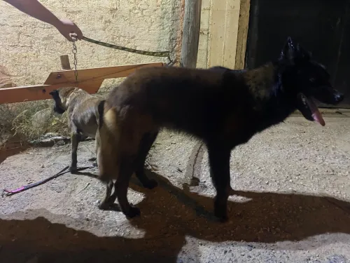 Chiot malinois 