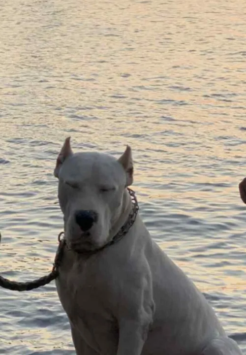 Femelle dog argentin pure race 
