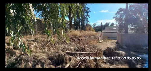 Vente Terrain Alger Birkhadem