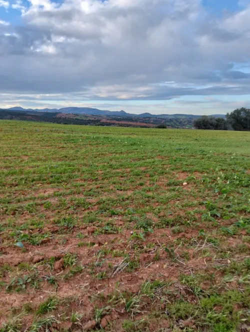 Vente Terrain Agricole Tipaza Meurad