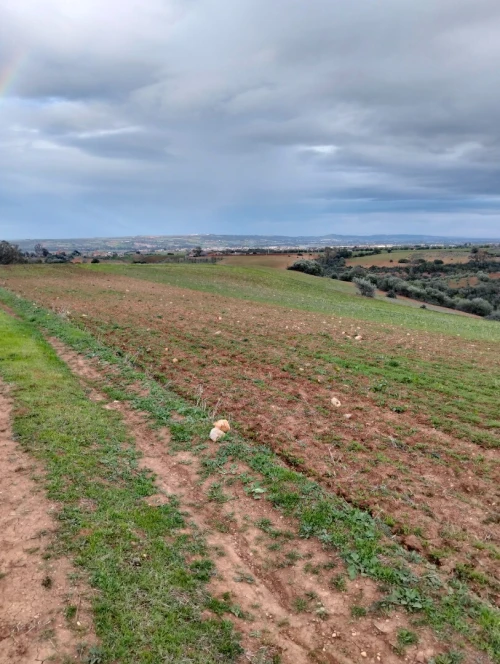 Vente Terrain Agricole Tipaza Meurad