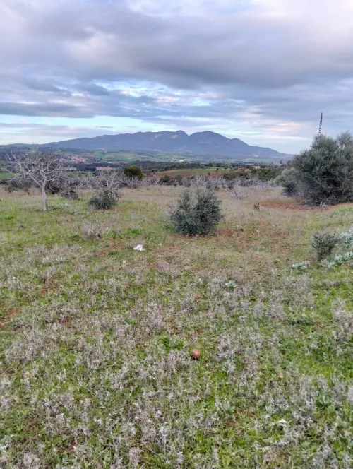 Vente Terrain Agricole Tipaza Meurad
