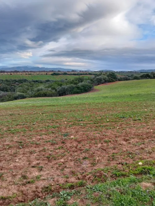 Vente Terrain Agricole Tipaza Meurad