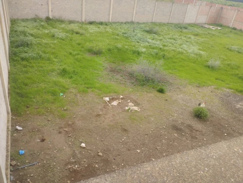 Vente Terrain Chlef Chlef