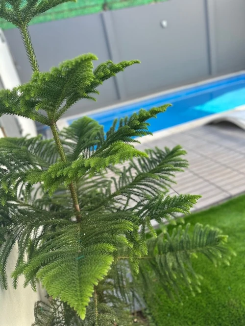 Location vacances Villa Tipaza Cherchell