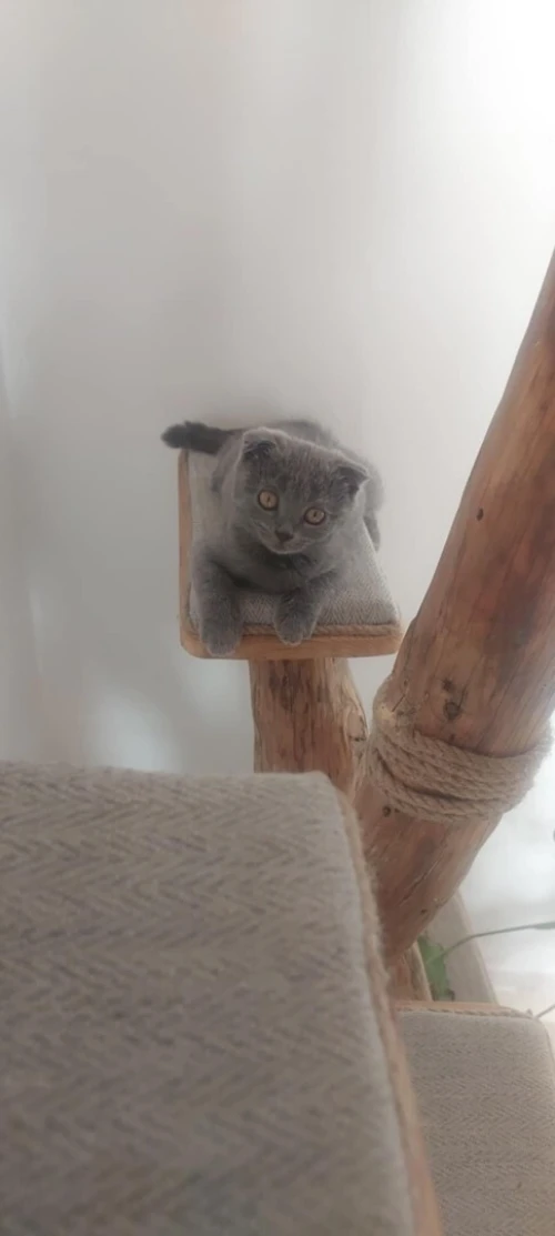 British et scotish shorthair pure race 