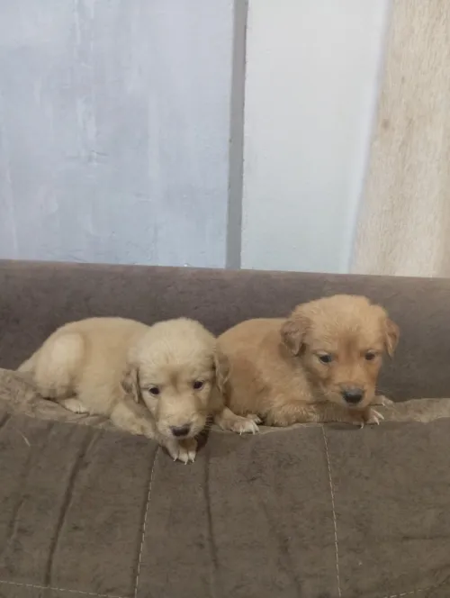 Avendre des chiots
