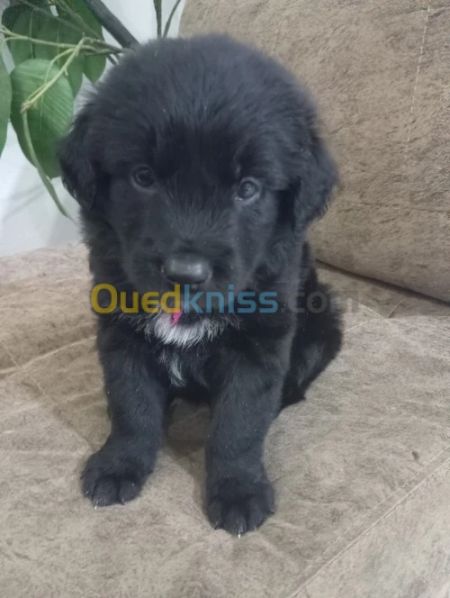 deux chiots golden retriever