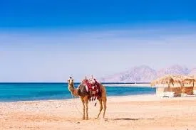  Promo Voyage organisé Egypte Hurghada Vol Direct été 2025