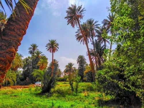 BISKRA & SAFARI OULED DJELEL spécial réveillon 2025