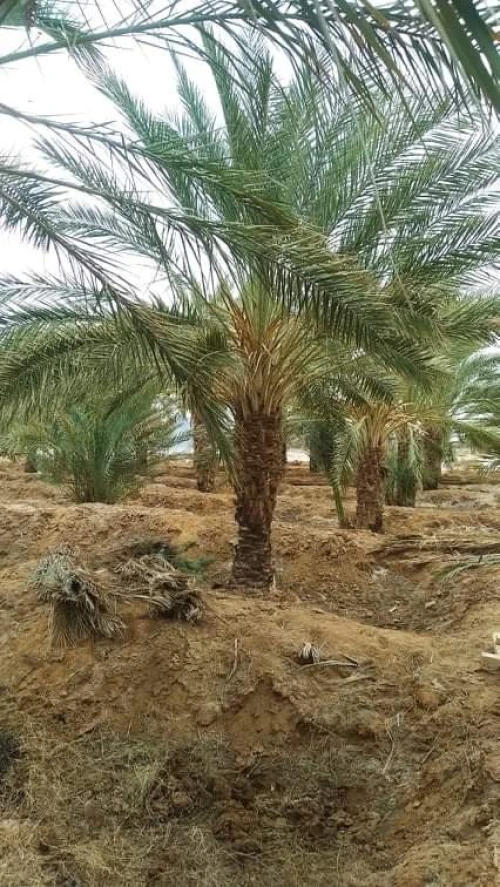 Vente Terrain Agricole Biskra El haouch
