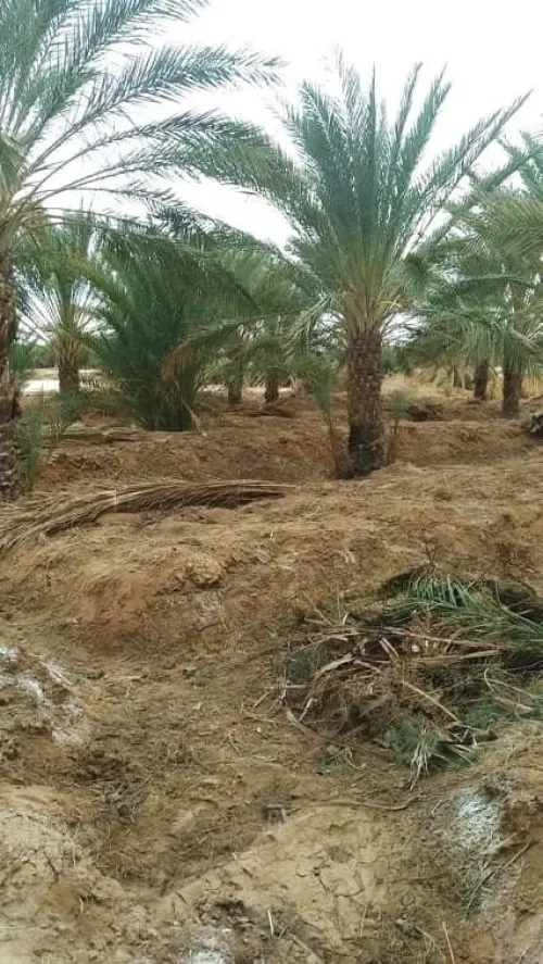 Vente Terrain Agricole Biskra El haouch