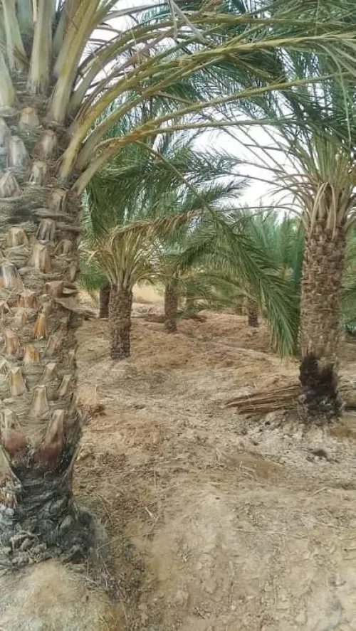 Vente Terrain Agricole Biskra El haouch
