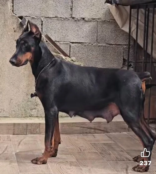 Doberman